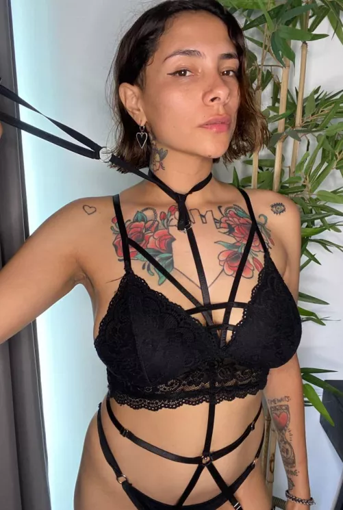 A [f]unny new harness for fav Master's pet