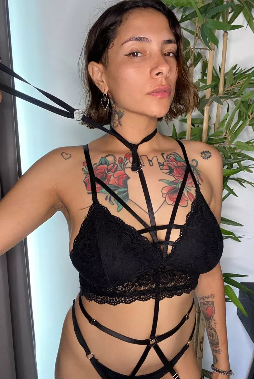 A [f]unny new harness for fav Master's pet