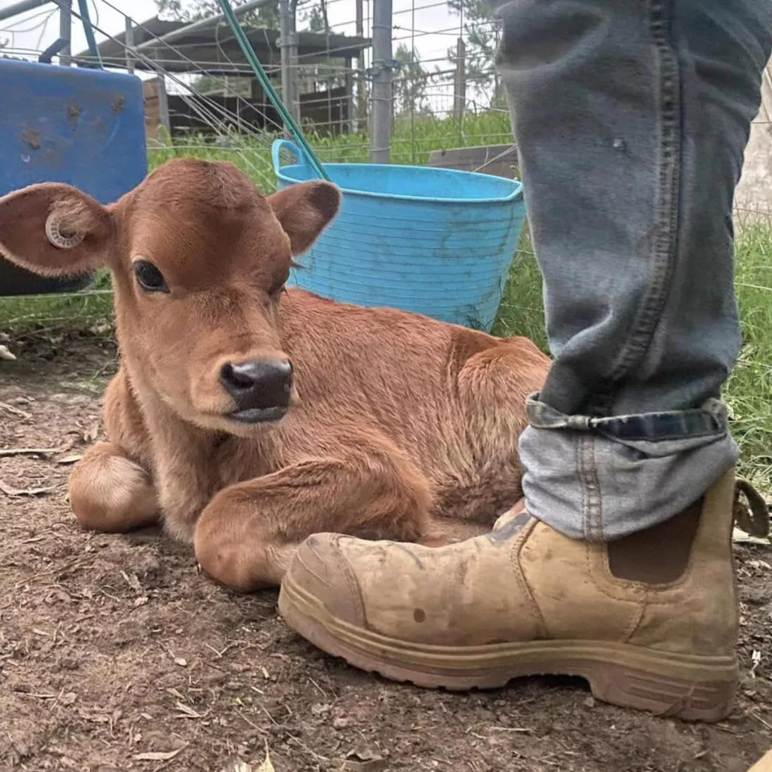 Where can I find these work boots Chelsea style?