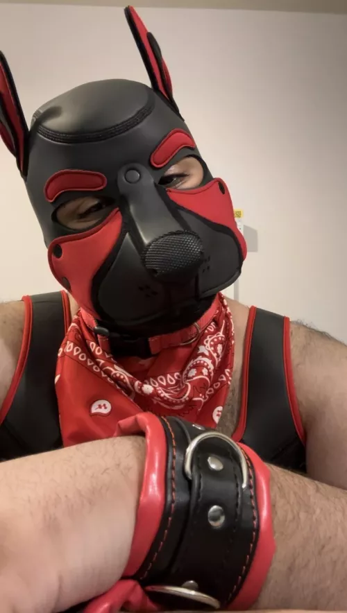 New pup in town 🐾