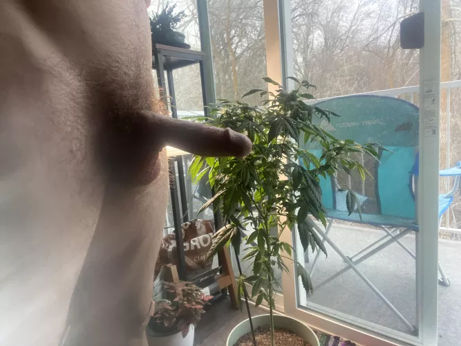 Home grown [m]ary jane