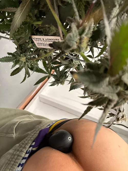 Trimming weed in my jockstrap and cock ring with a toy in my ass. 