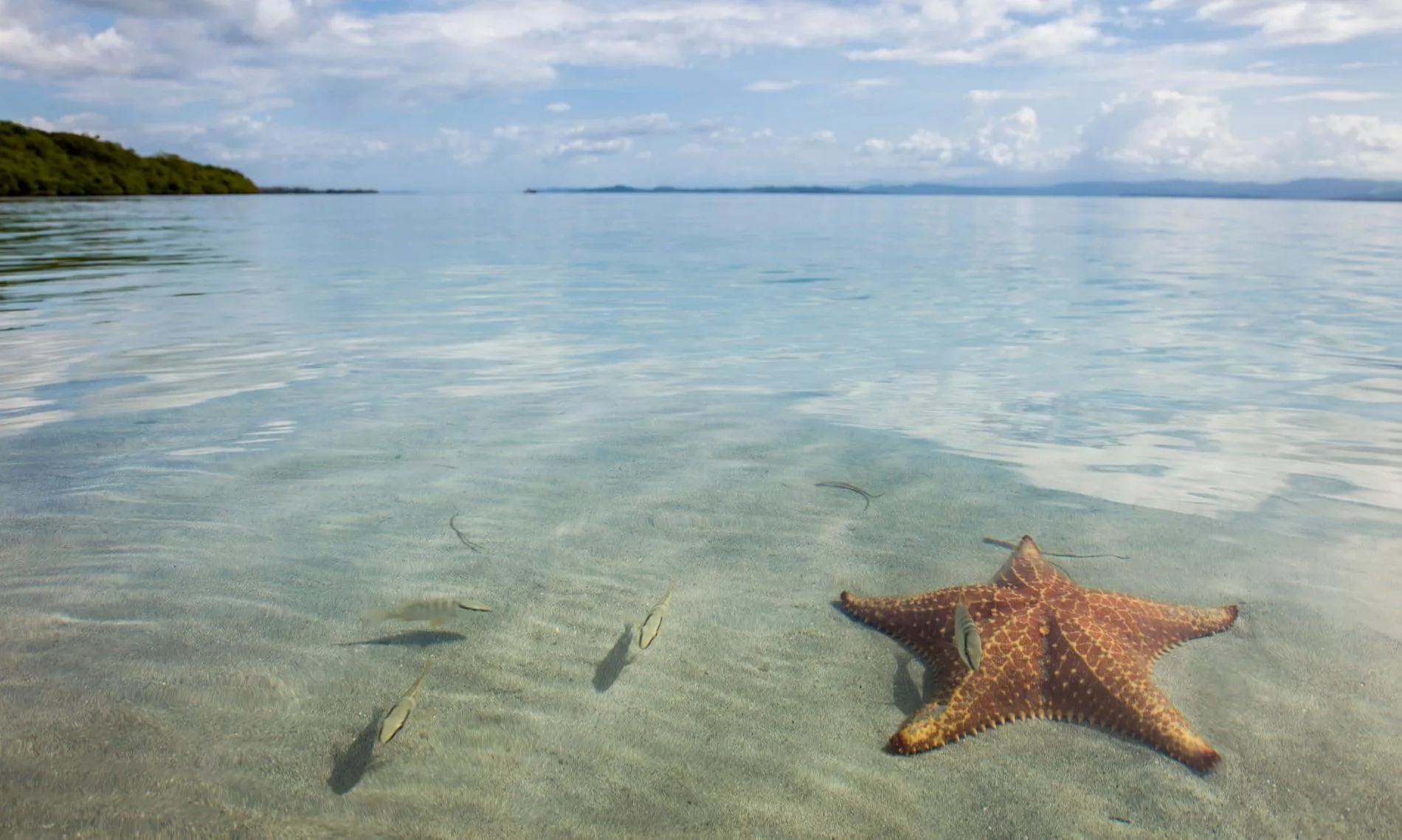 Starfish Beach, Panama