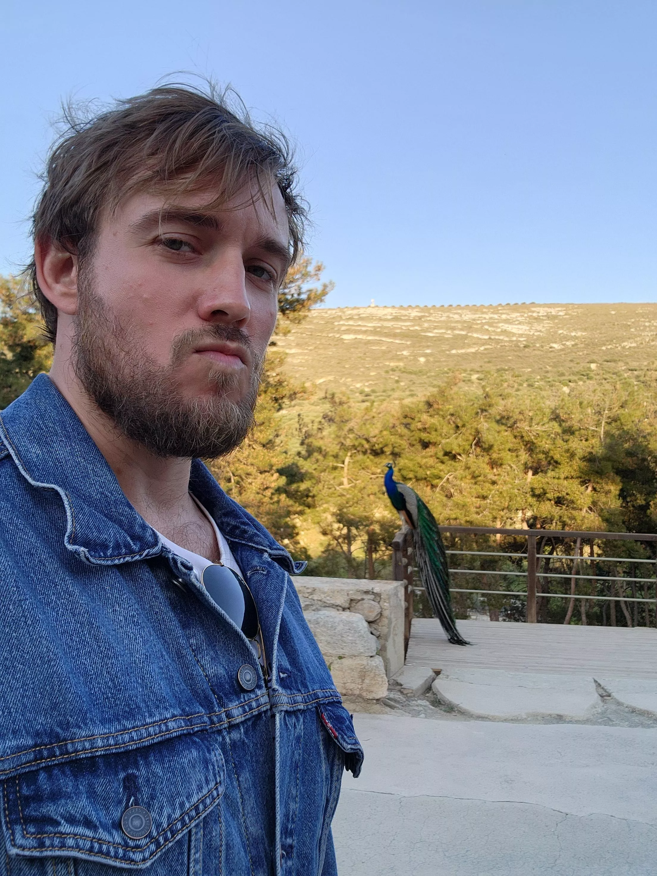 For the ones who want to see my peacock For the ones who want to see my peacock