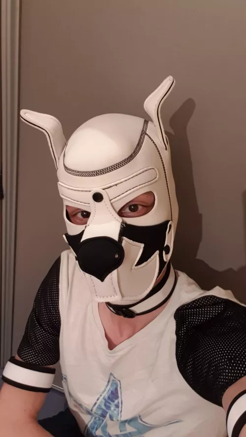 Awrooo!! Armbands arrived today!🐾