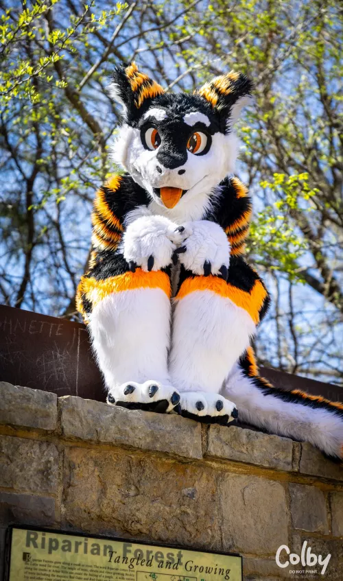 Pay no attention to the perched cheese :> #FursuitFriday 