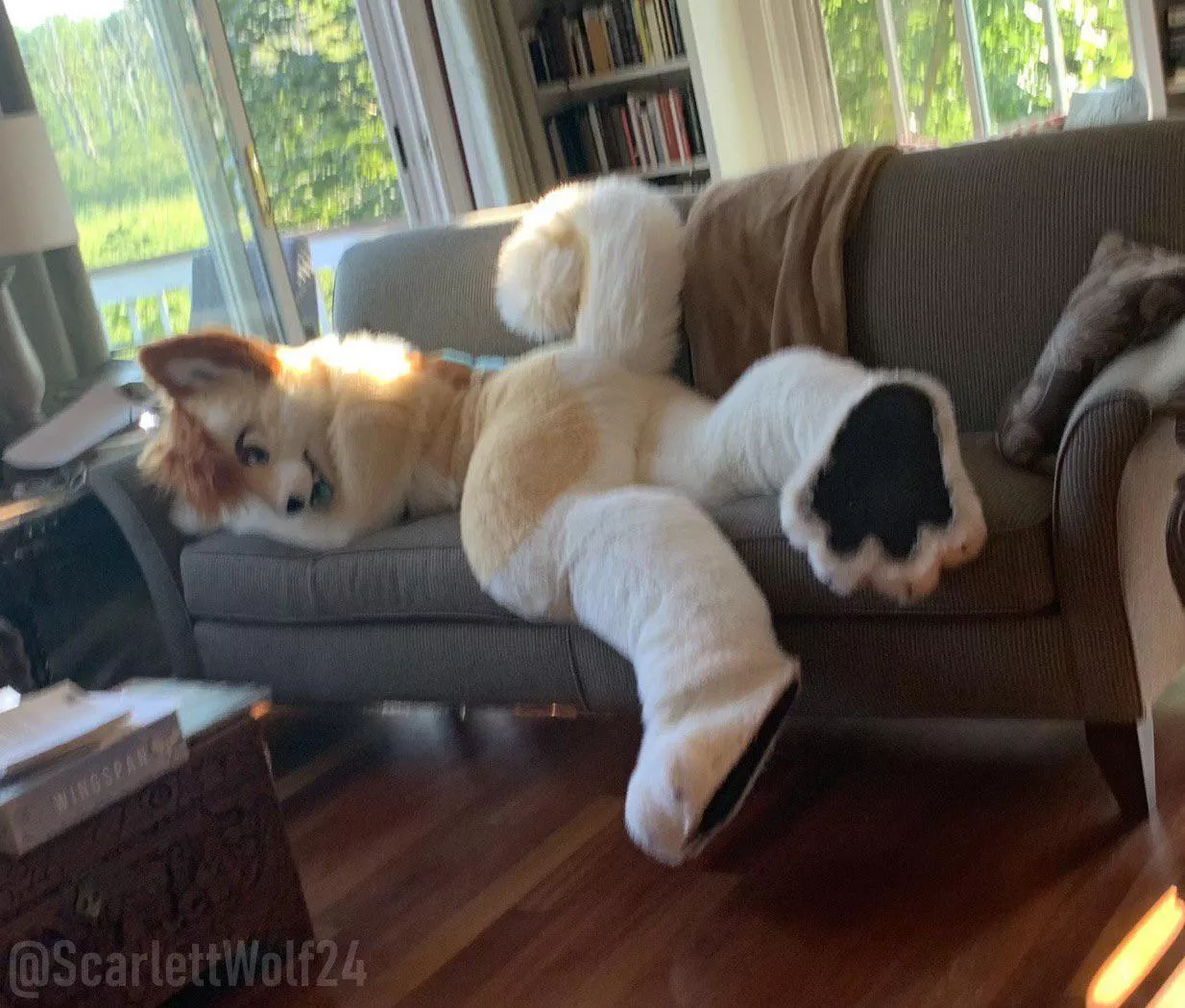 Get that dog off the couch!!! 🐾 Happy Fursuit Friday!!