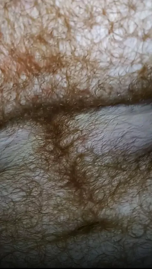 I took this close up shot of my wet chest hair while camping