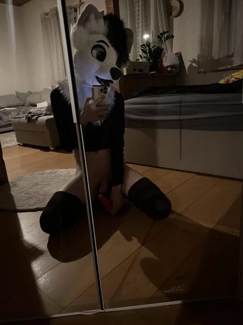 Just your average fox uwu 