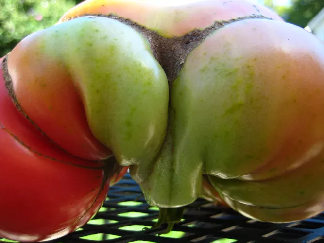 My horny tomato looking for that erect radish from r/gardening