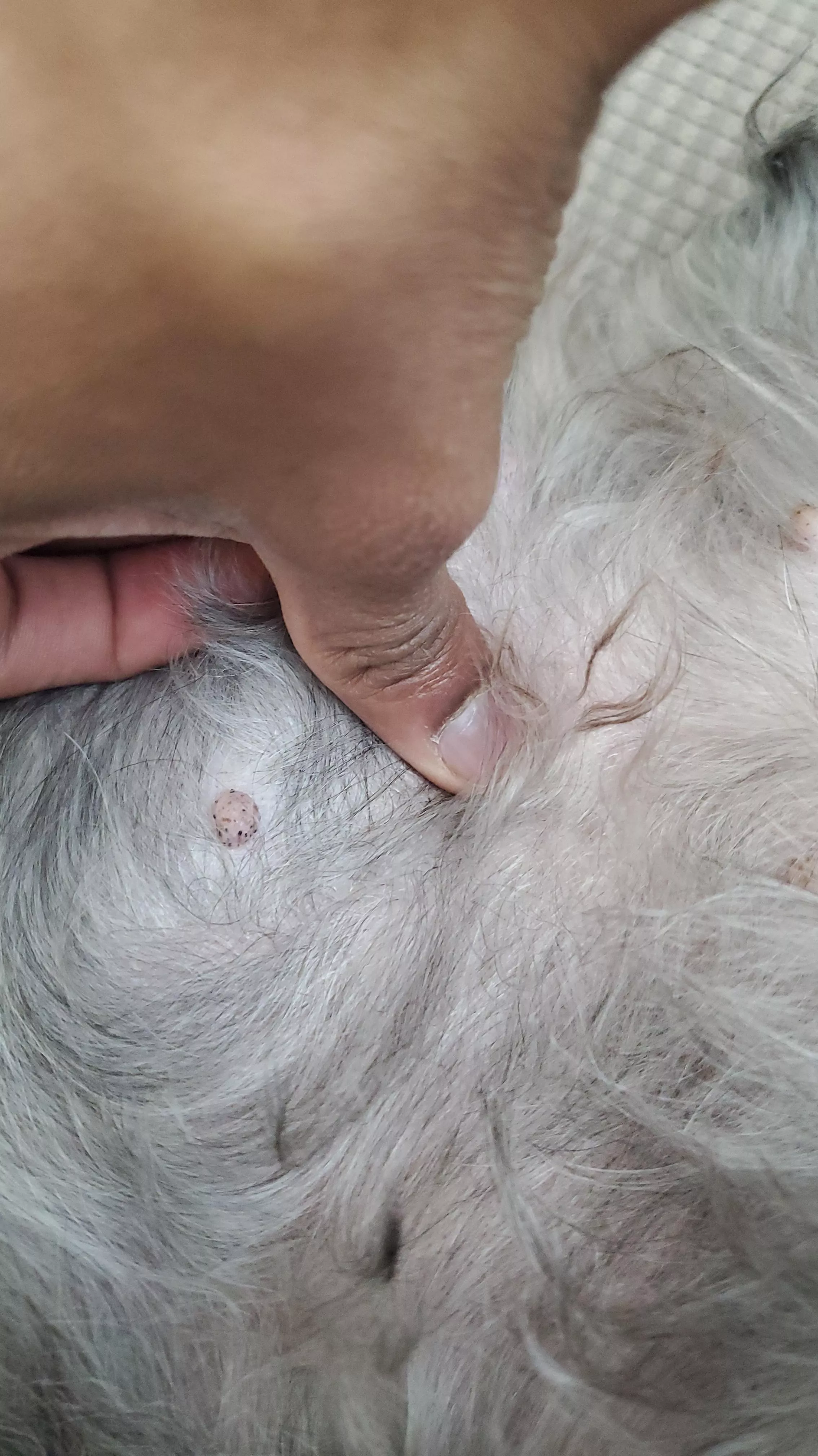 My friend's dog has these weird blackheads on its nipples