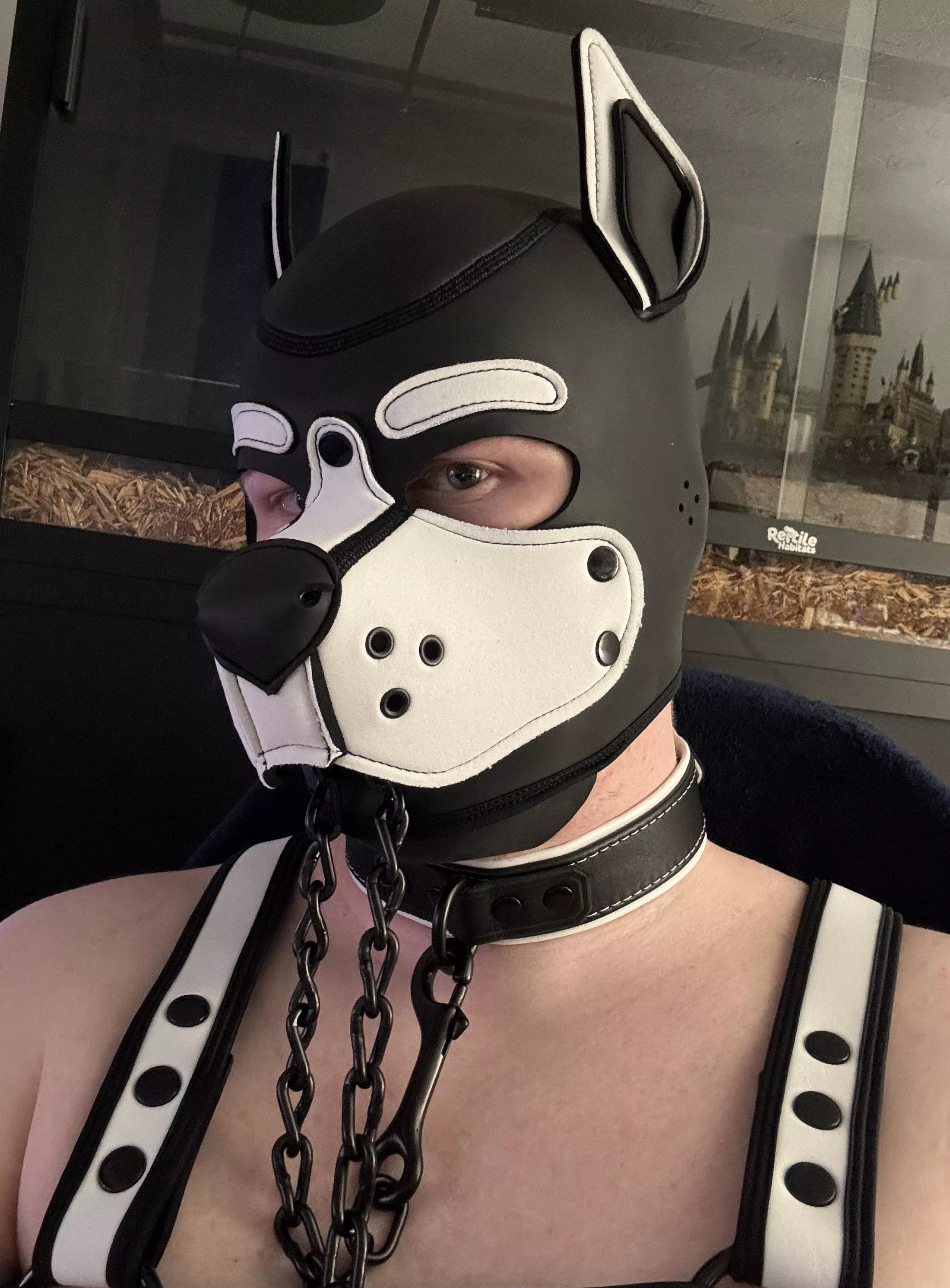 Woof! Name’s Ruffskie! Let’s go for a walk. 