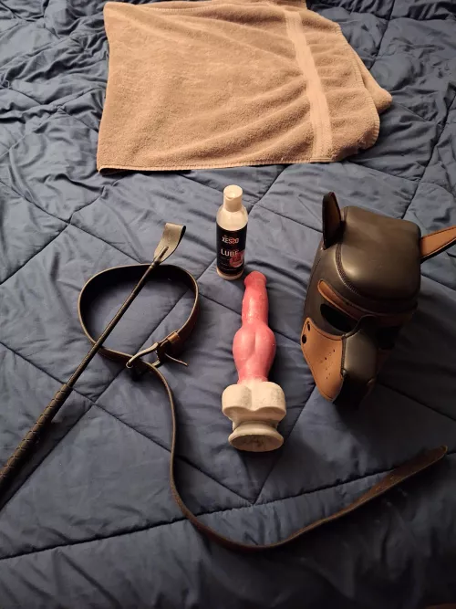 🐕  Pups about to play 🐕 