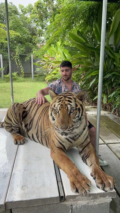 Two tigers at one pic 