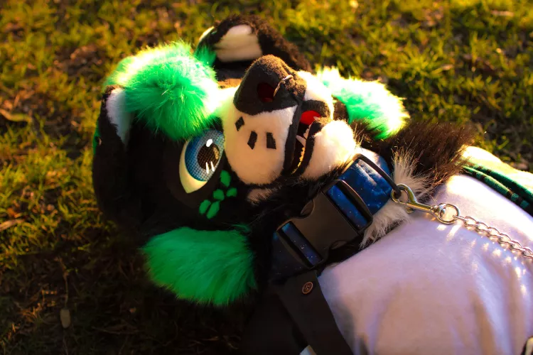 Who is you dream fursuit maker?