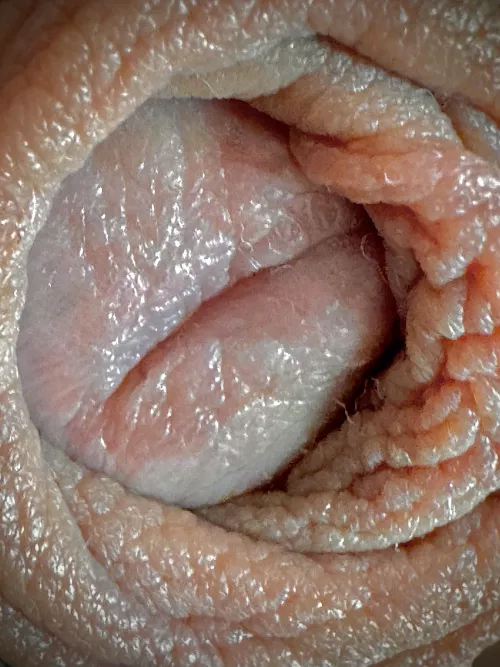 Glans ‘resting ’ inside of the smooth foreskin before the next use and ejaculation.