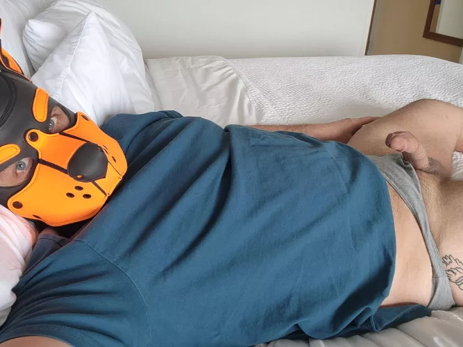 This pup is in a hotel room with a bone