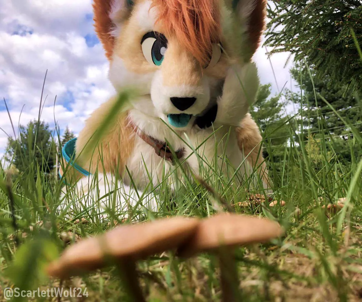 Look what the dog found! 🍄🍄 Happy Fursuit Friday!