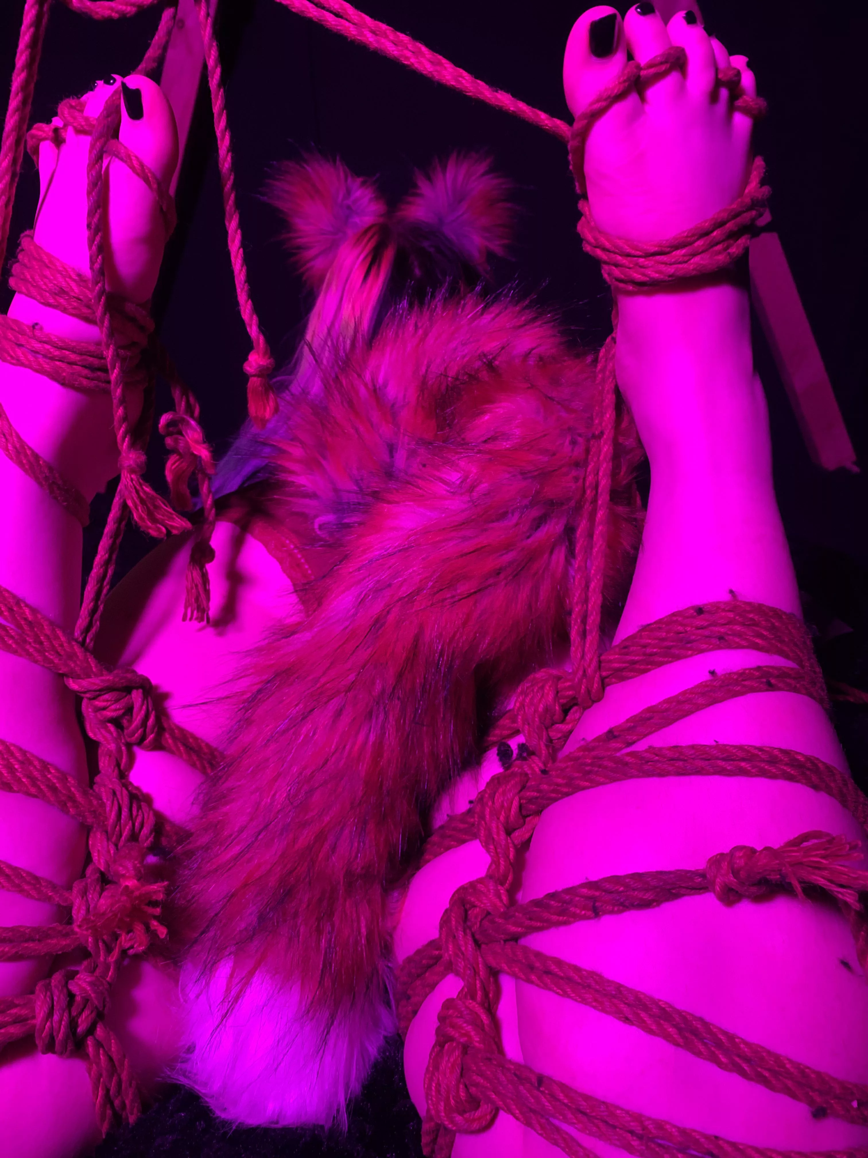 Just a tied up kitty 