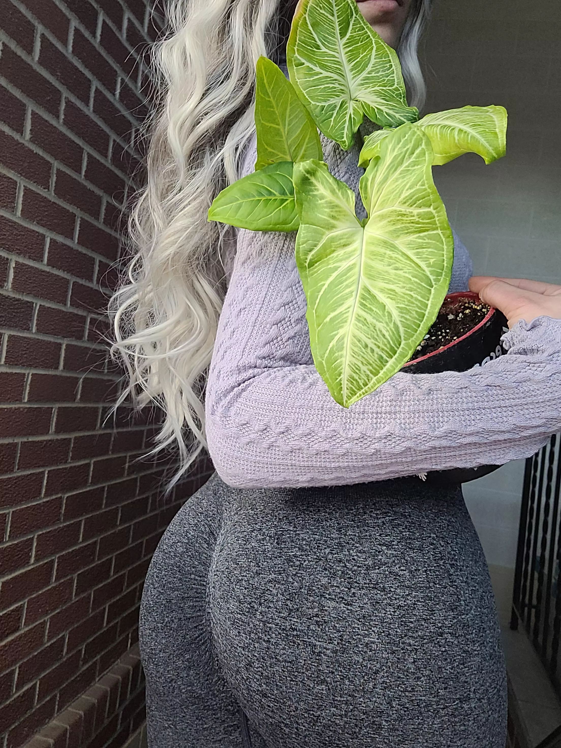 Modeling with my little plant