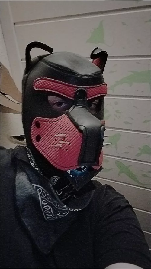 Woof! Guess what I have in my mouth 