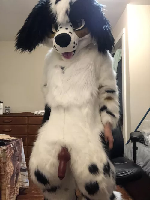 Spaniel dog showing off his goods 