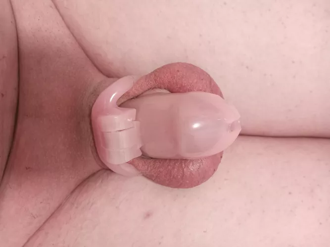 Anyone looking for a new slave to add to their collection?