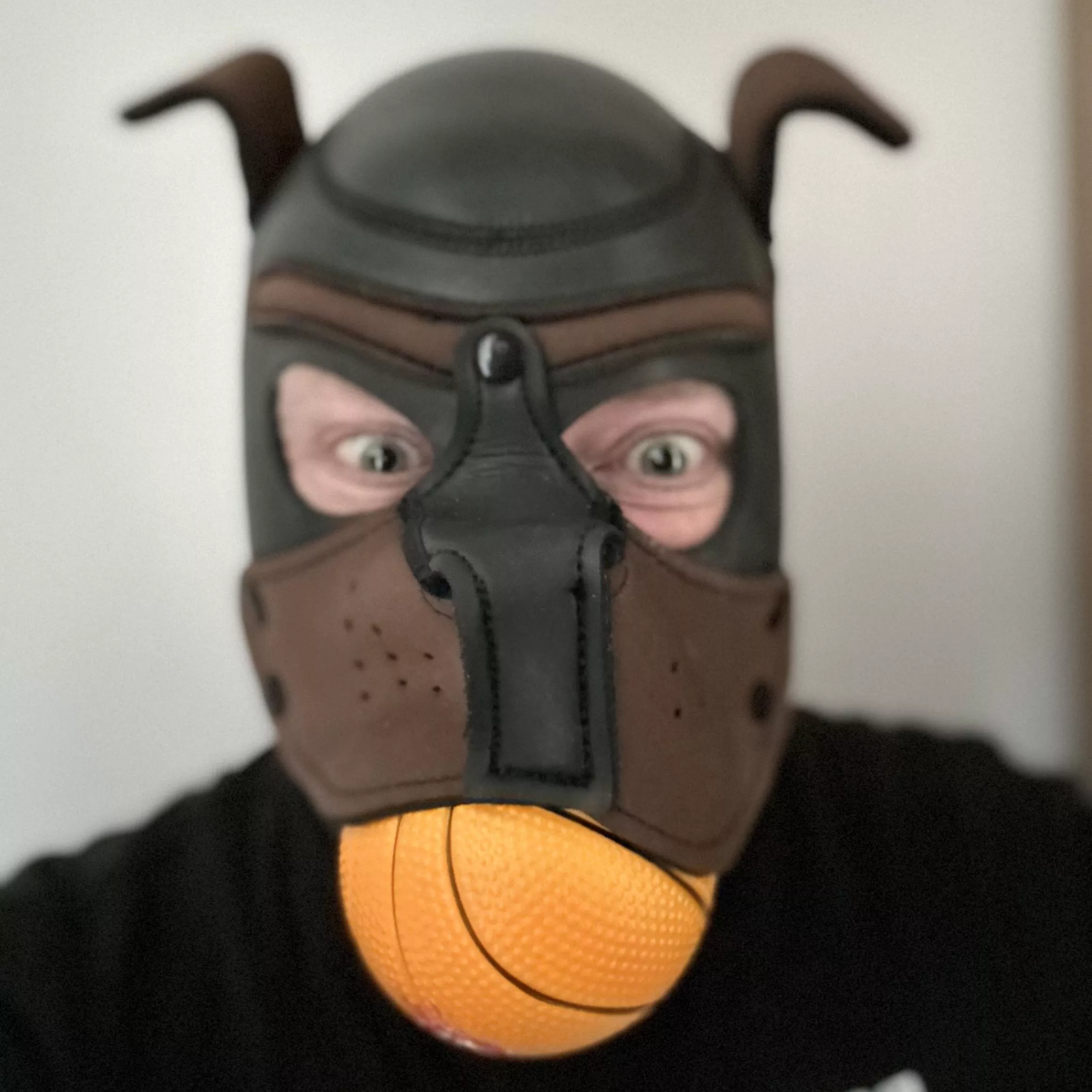 This pup has got to play. Only not much fun without other pups to wrestle for the ball 🏀🐶