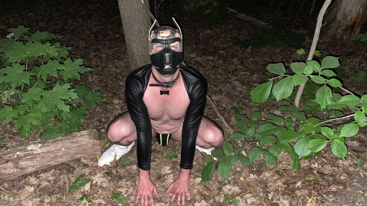 Puppy in the woods waiting for the bone