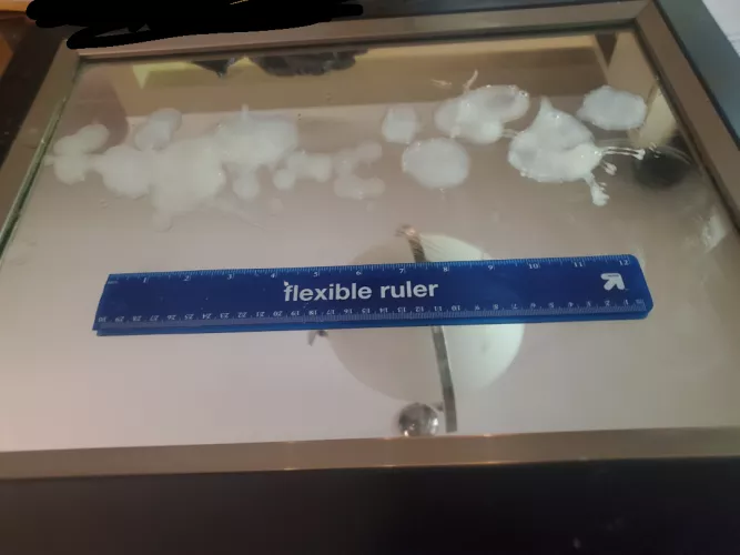 Wish I took a video of this. It was intense. 