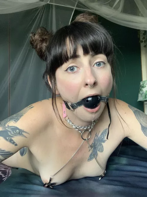 Collared, gagged and drooling 