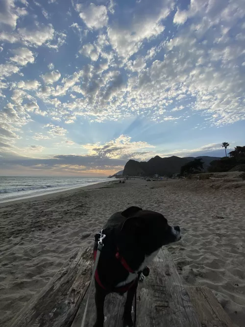 Dog & the beach.. 2 things I love