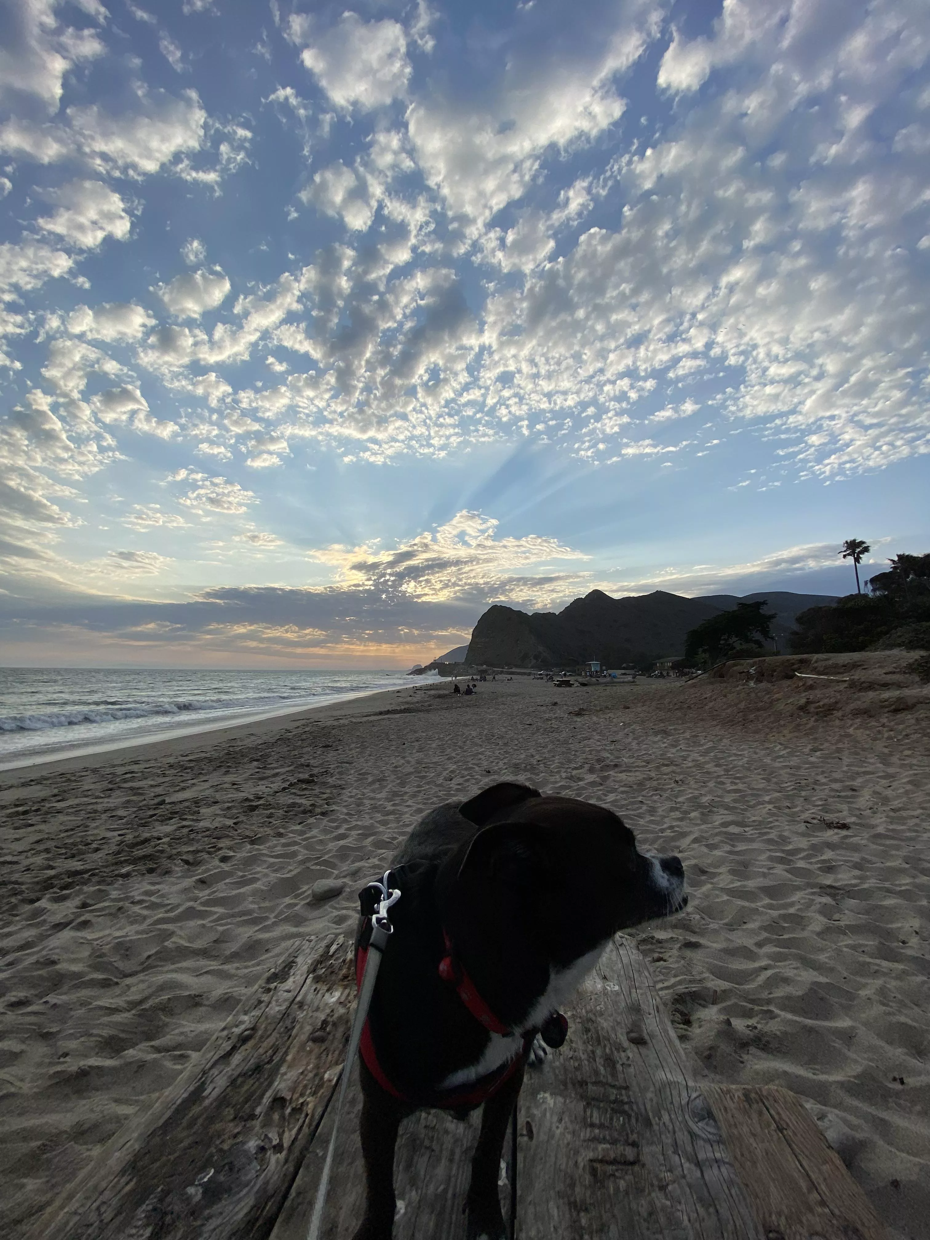 Dog & the beach.. 2 things I love