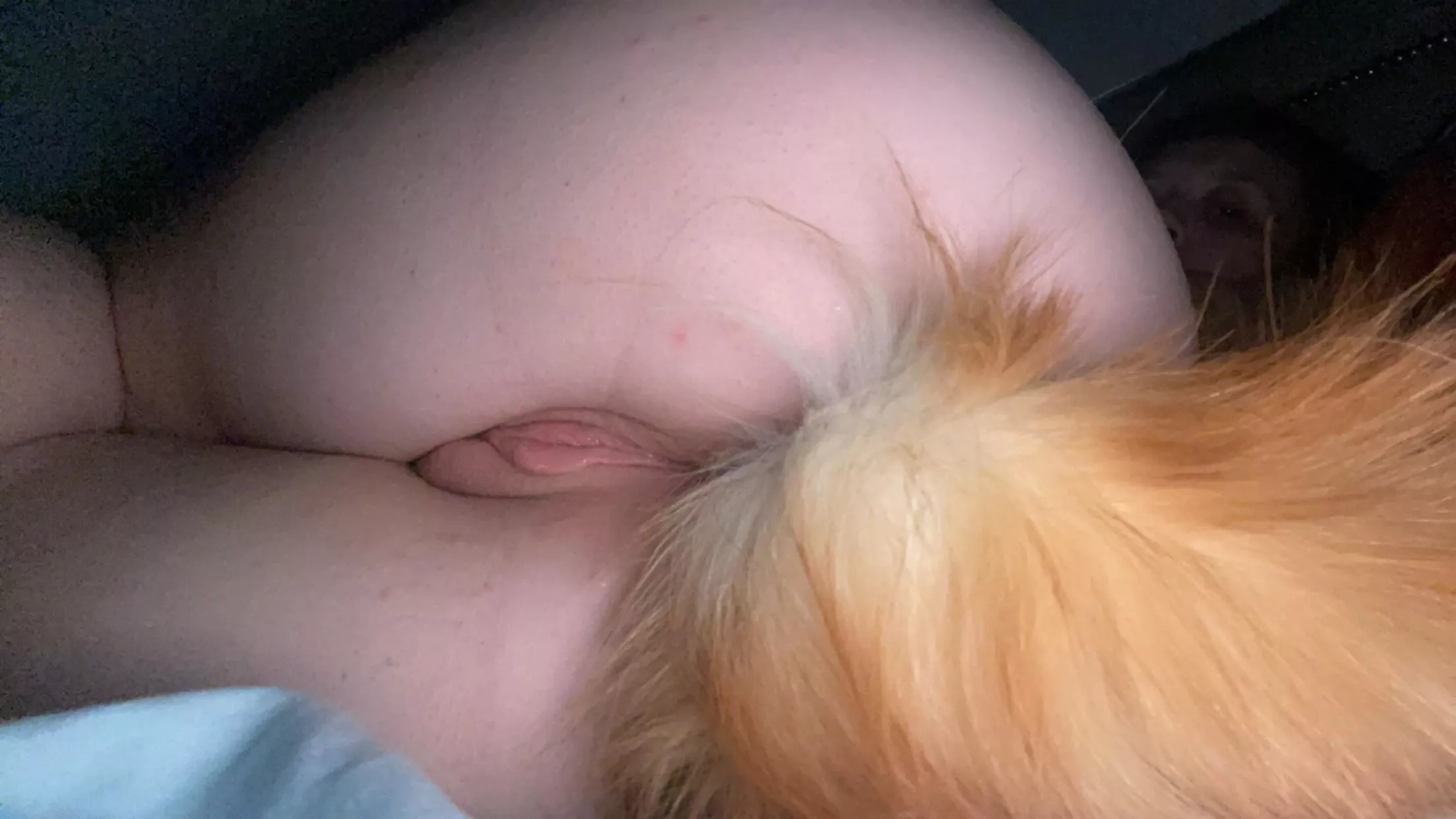 Needy puppy taking a nap.