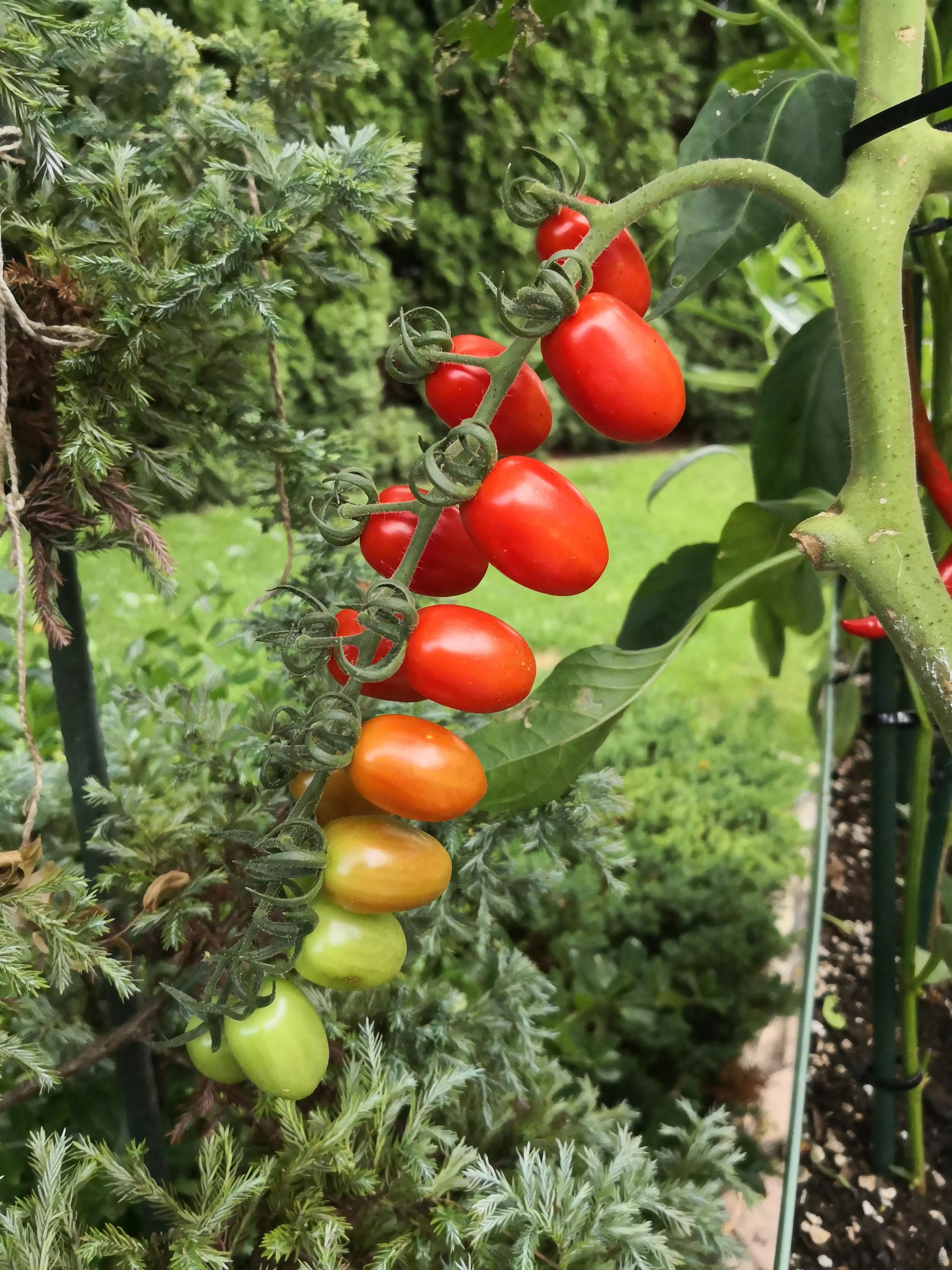 Tomato (Green Tomato -> Red Tomato)