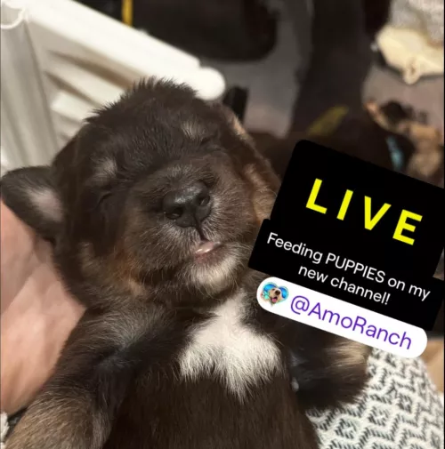 KICK.COM/AMOURANTH AND TWITCH.TV/AMORANCH