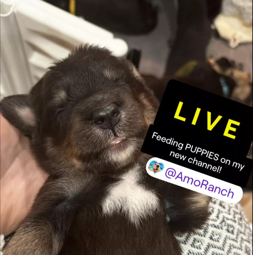 KICK.COM/AMOURANTH AND TWITCH.TV/AMORANCH