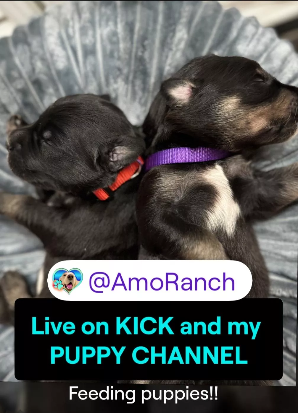 SHE'S LIVE RIGHT NOW!