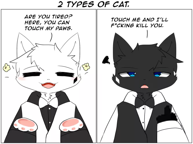 2 types of cats.