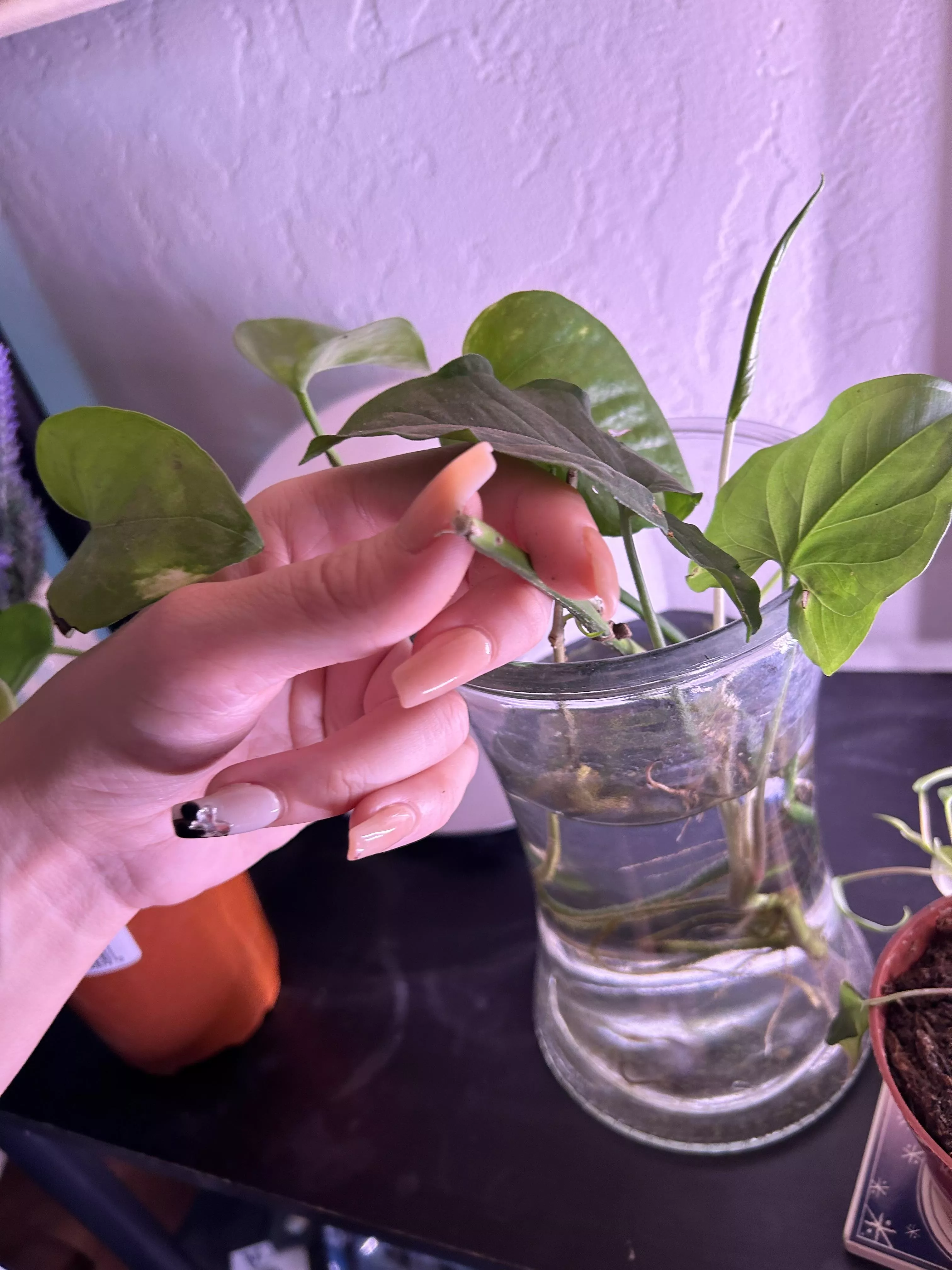 My new set is your new obsession