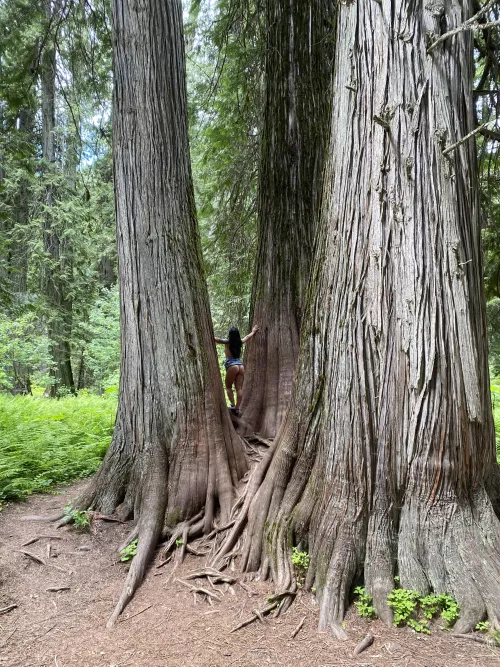 Waiting to be claimed by the Ewoks 