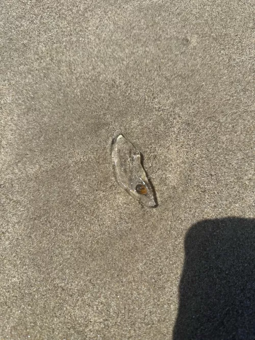 Clear beach jelly blob with eye