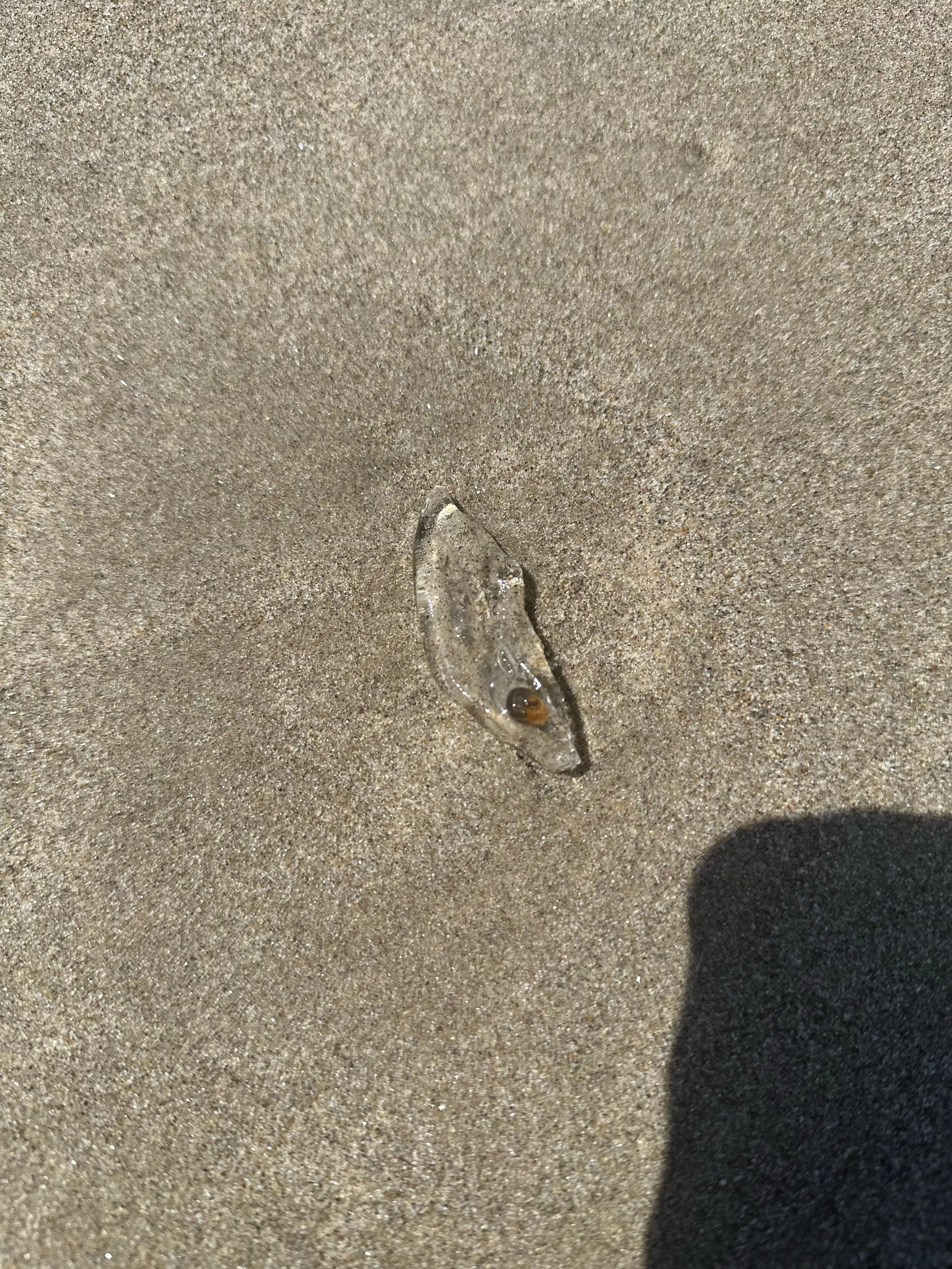 Clear beach jelly blob with eye
