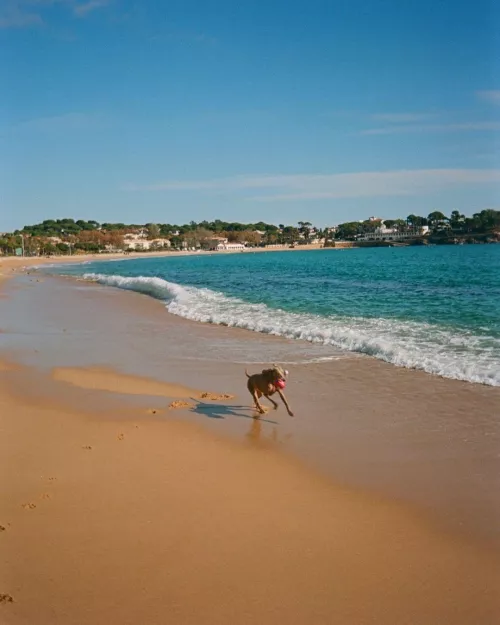 Paws and waves the perfect beach day