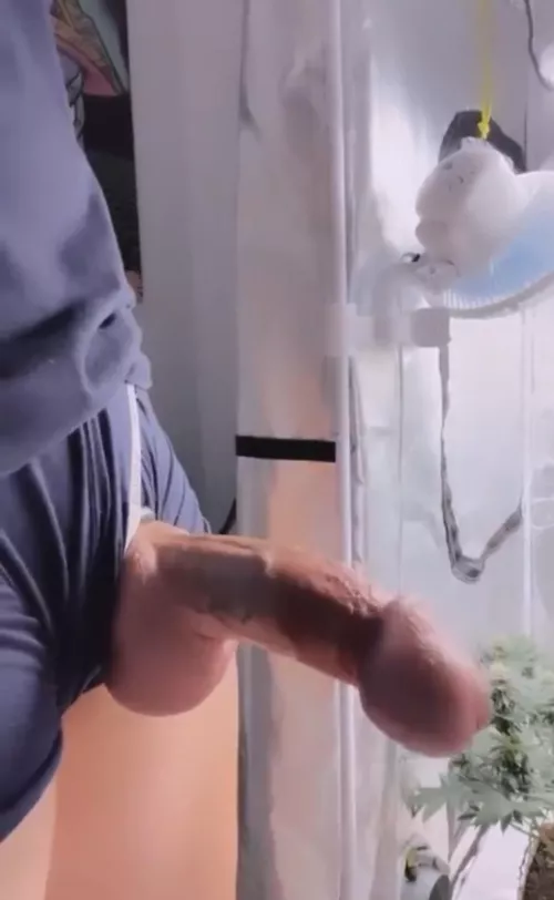 Legend has it he points to the secret garden(m)