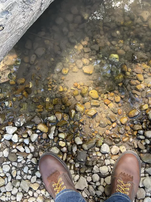 Met some tadpoles on a hike today. 