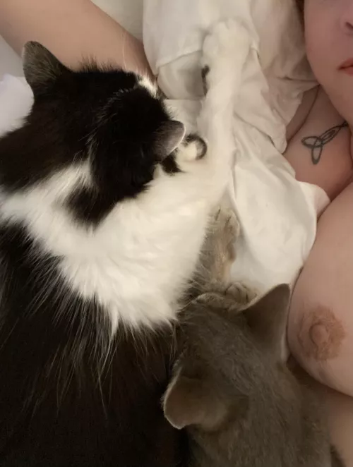 Tuesday is good for showing boobs and cuddling kitties