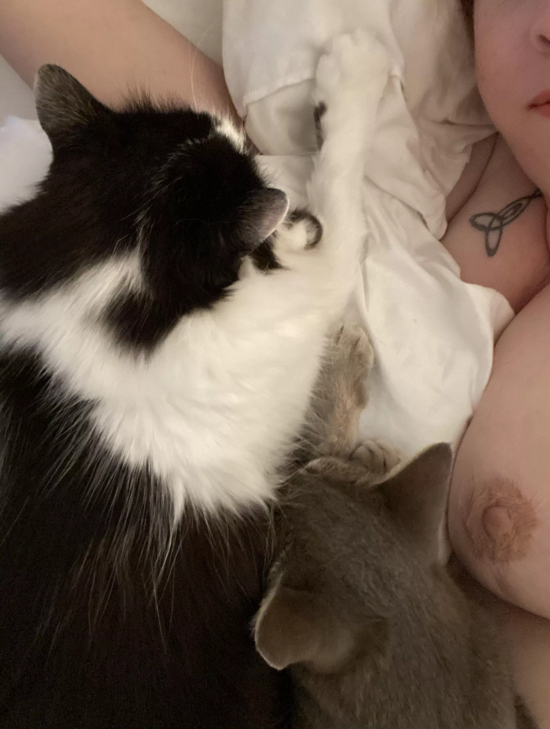 Tuesday is good for showing boobs and cuddling kitties