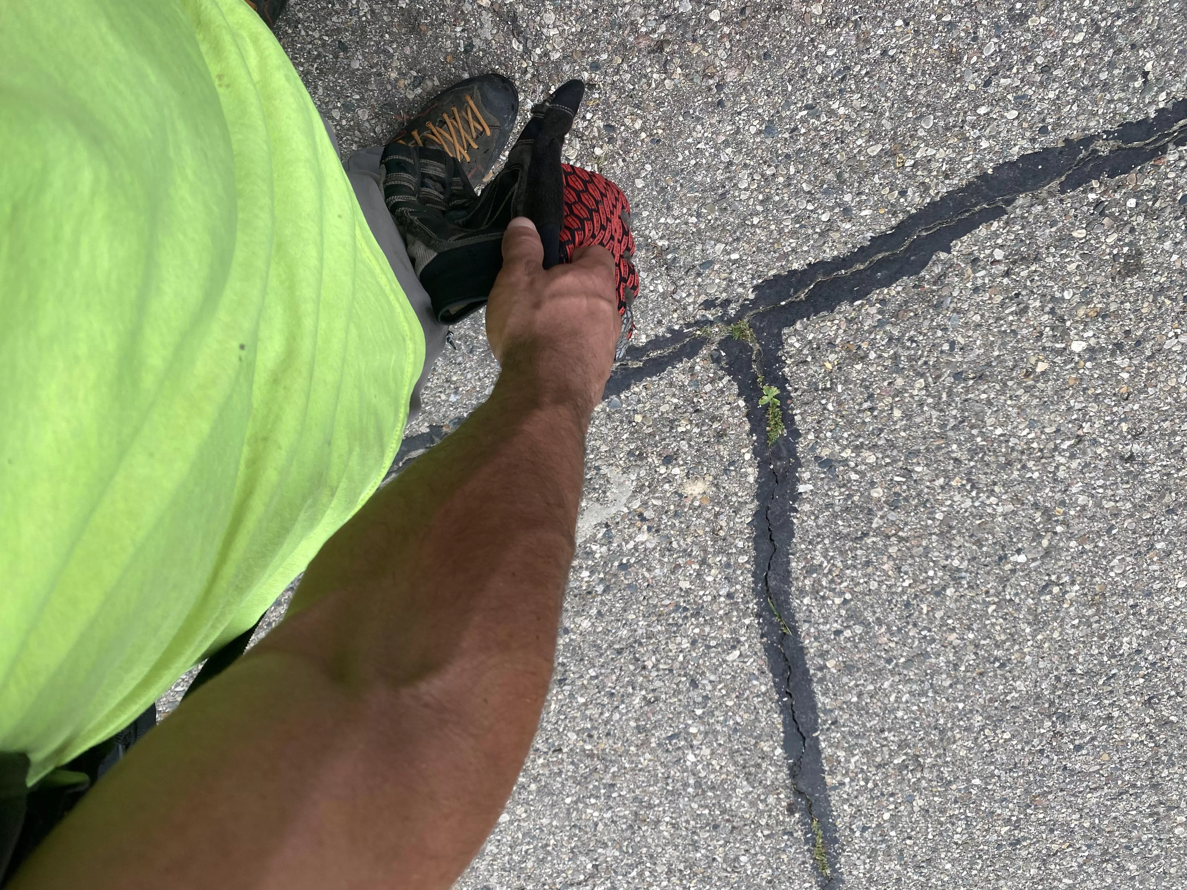 Look at this tiny weed growing in the middle of the road