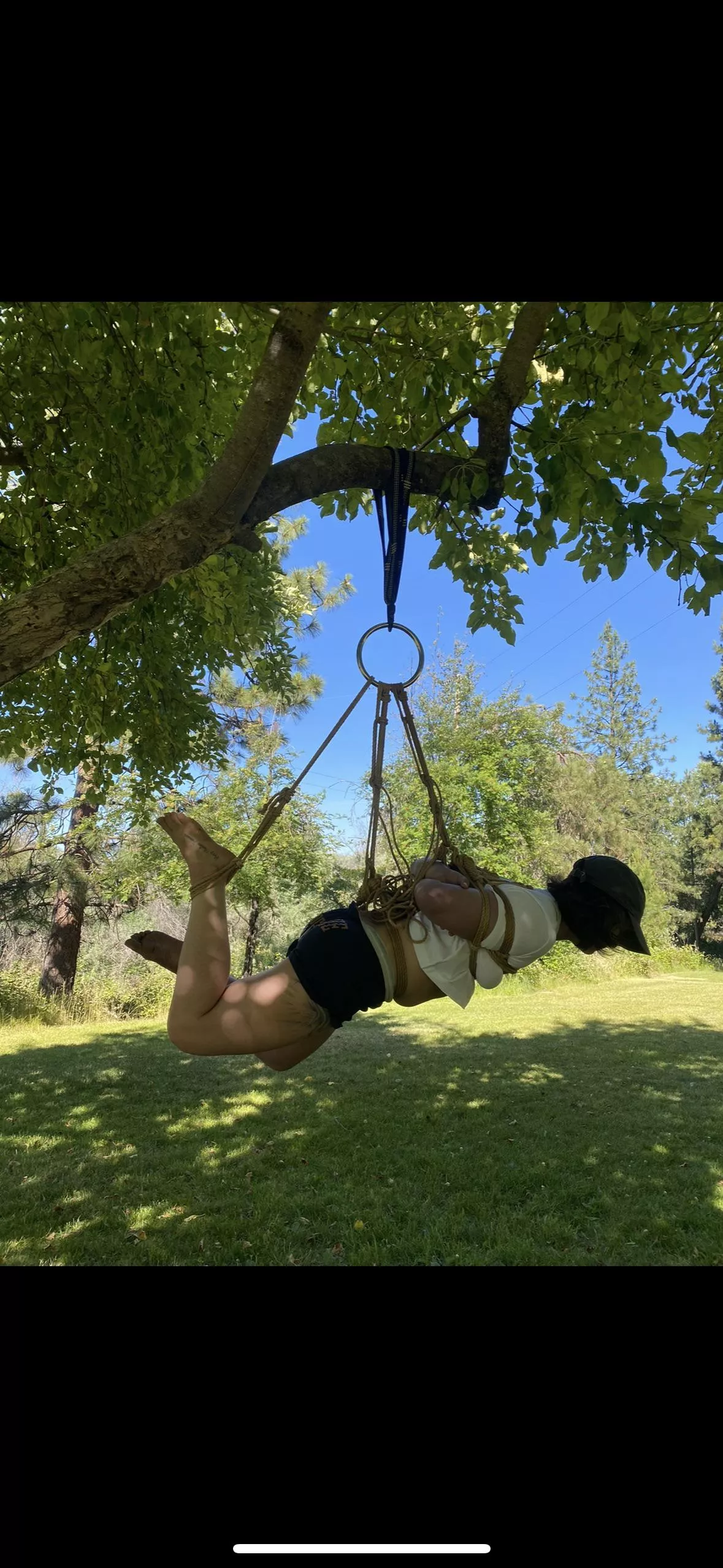 Sunny day tree suspension